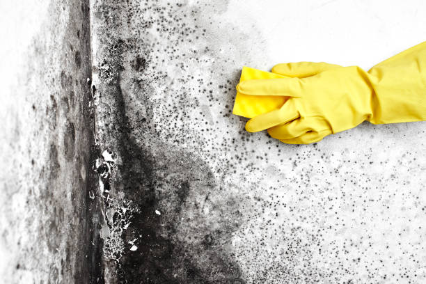 Best Commercial Mold Removal  in New Miami, OH