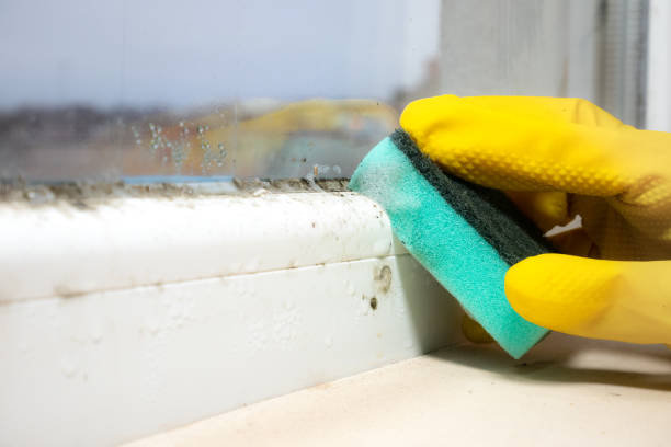 Best Office Mold Removal Services  in New Miami, OH