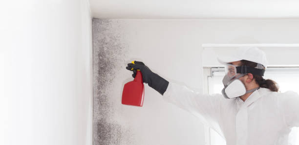 Best Certified Mold Removal  in New Miami, OH