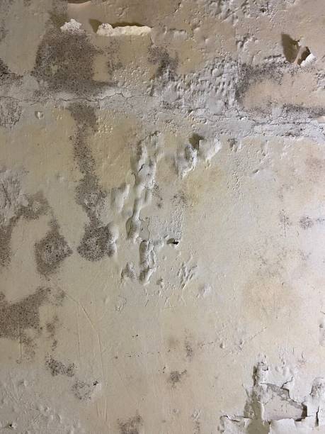 Best Home Mold Removal  in New Miami, OH