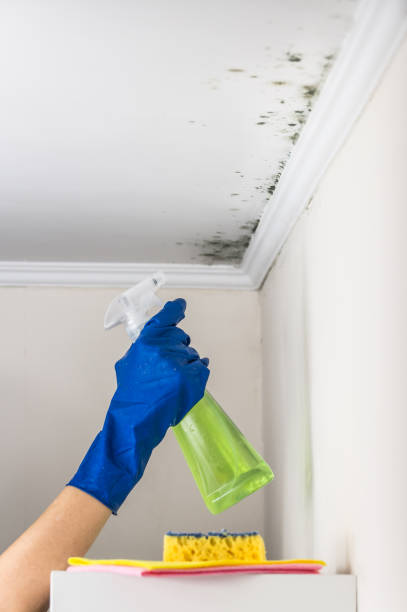 Best Attic Mold Removal  in New Miami, OH