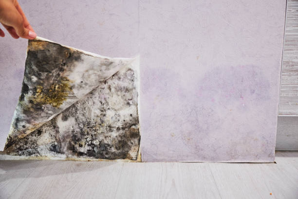 Best Black Mold Removal  in New Miami, OH